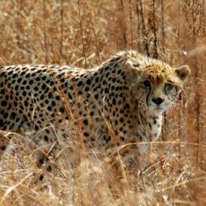 5 star  aha Ivory Tree Game Lodge - Pilanesberg - 2 Nights