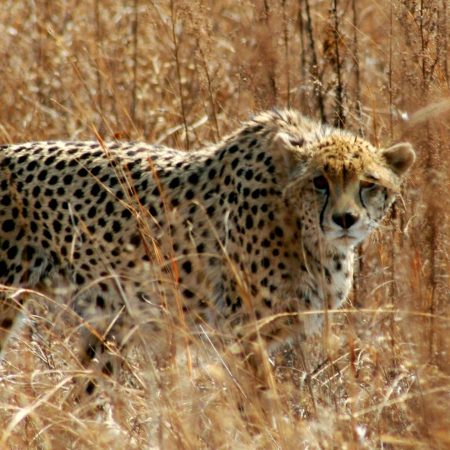 5 star  aha Ivory Tree Game Lodge – Pilanesberg – 2 Nights